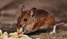 24 Hour & Emergency Exterminators in Elmhurst, NY